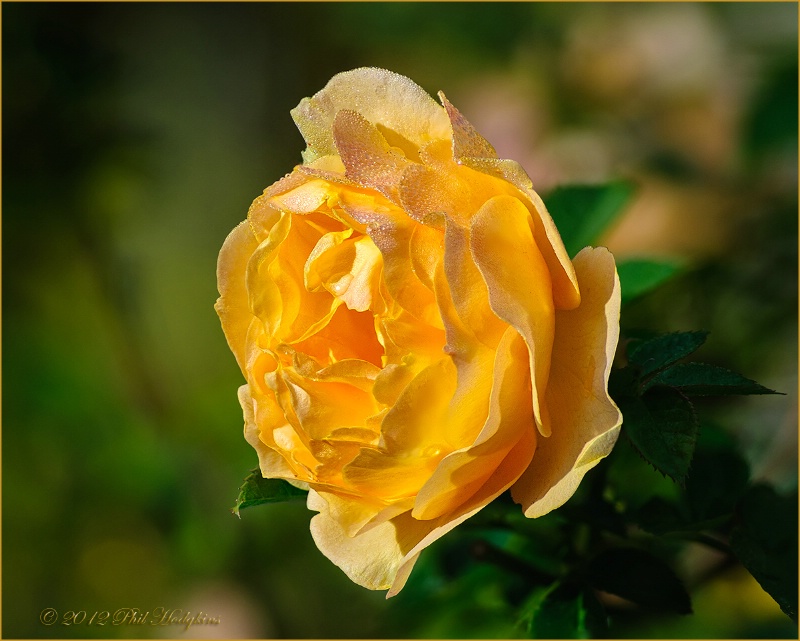 Shrub Rose