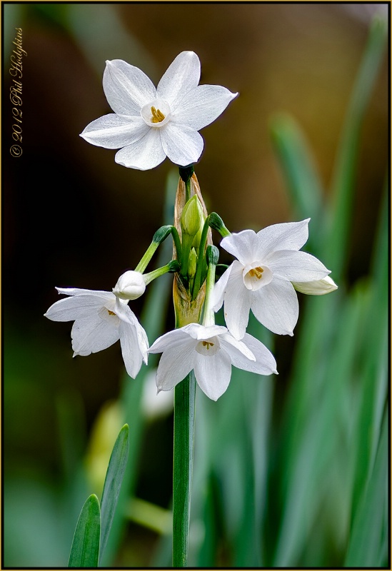 Paper Whites