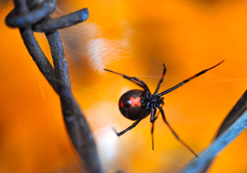 Widow On The Wire