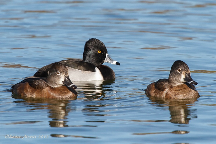 RIng-necked Ducks - ID: 13609303 © Leslie J. Morris