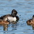 © Leslie J. Morris PhotoID # 13609303: RIng-necked Ducks