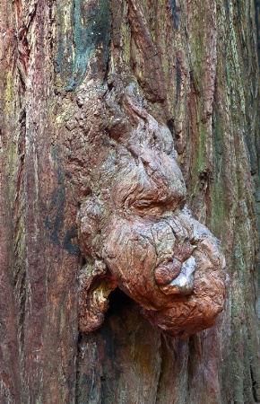Troll in the Redwoods