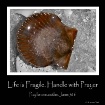 lifes fragile