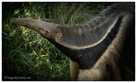 Giant Anteater showing off his curves