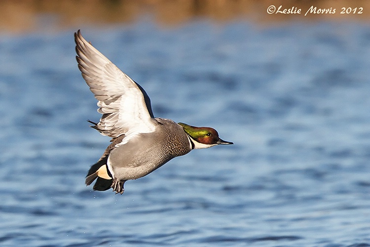 Falcated Duck in Flight - ID: 13611295 © Leslie J. Morris