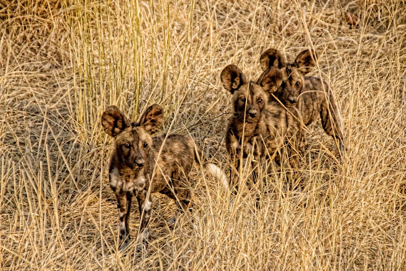 Wild Dogs Africa - ID: 13611317 © Martha Chapin