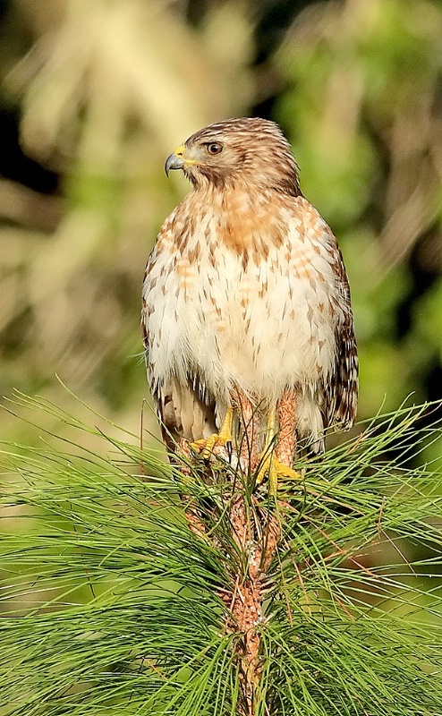 Profile Of A Red-shouldered Hawk