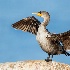 © Leslie J. Morris PhotoID # 13612410: Ahhh.  Double Crested Cormorant