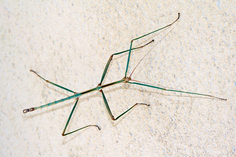 Walking Stick on Stucco 