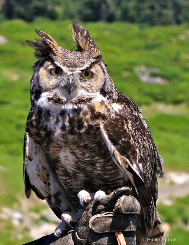 Great Horned Owl - ID: 13612583 © Emile Abbott