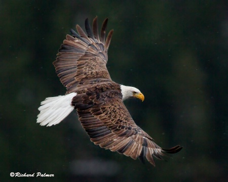 Evening Flyby