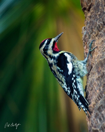 Yellow-bellied Sapsucker