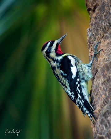 Yellow-bellied Sapsucker