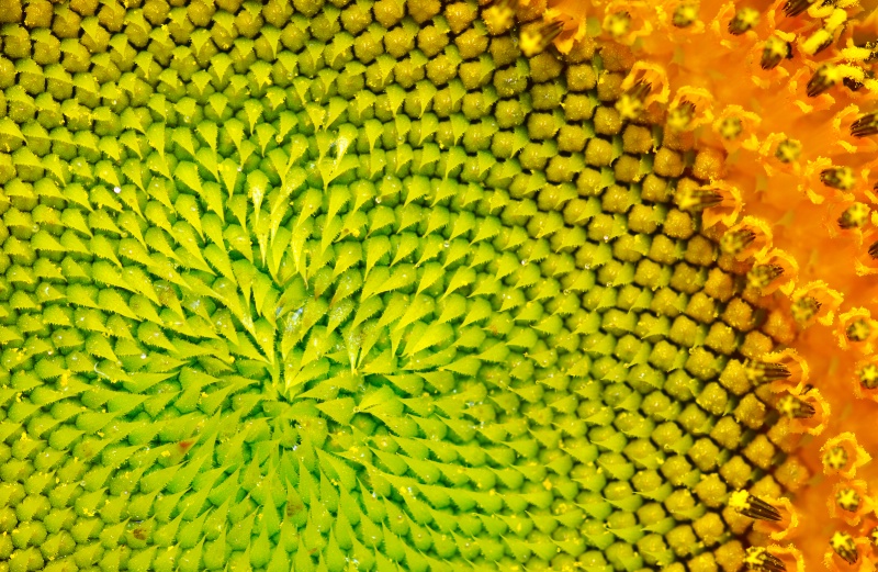 Sunflower color wheel
