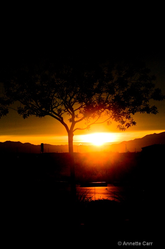 Sunrise tree