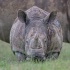 © Annie Katz PhotoID # 13615101: baby white rhino