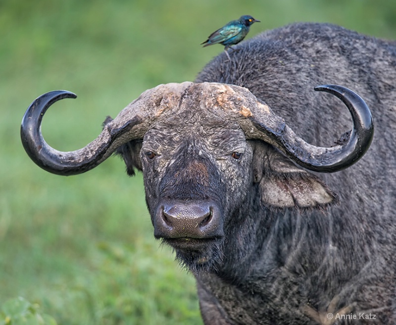 cape buffalo - ID: 13615105 © Annie Katz