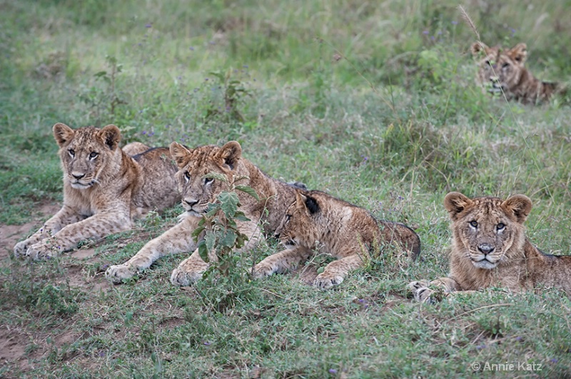 five lion cubs - ID: 13615111 © Annie Katz