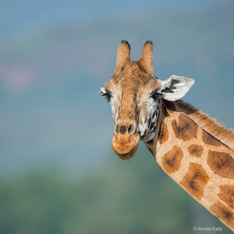 giraffe face - ID: 13615116 © Annie Katz
