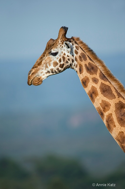 giraffe - ID: 13615117 © Annie Katz