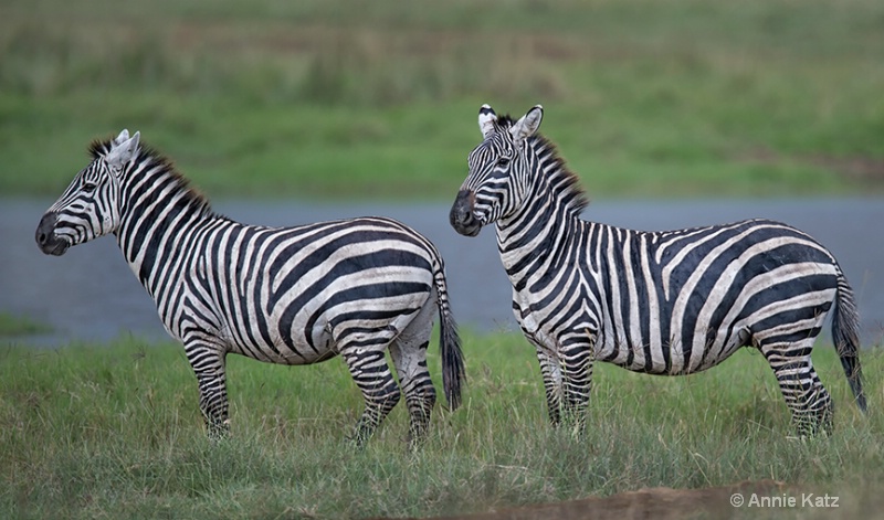 lake nakuru zebras - ID: 13615125 © Annie Katz