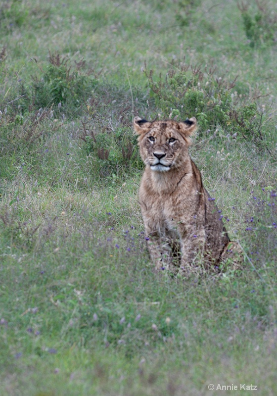 lion cub - ID: 13615128 © Annie Katz