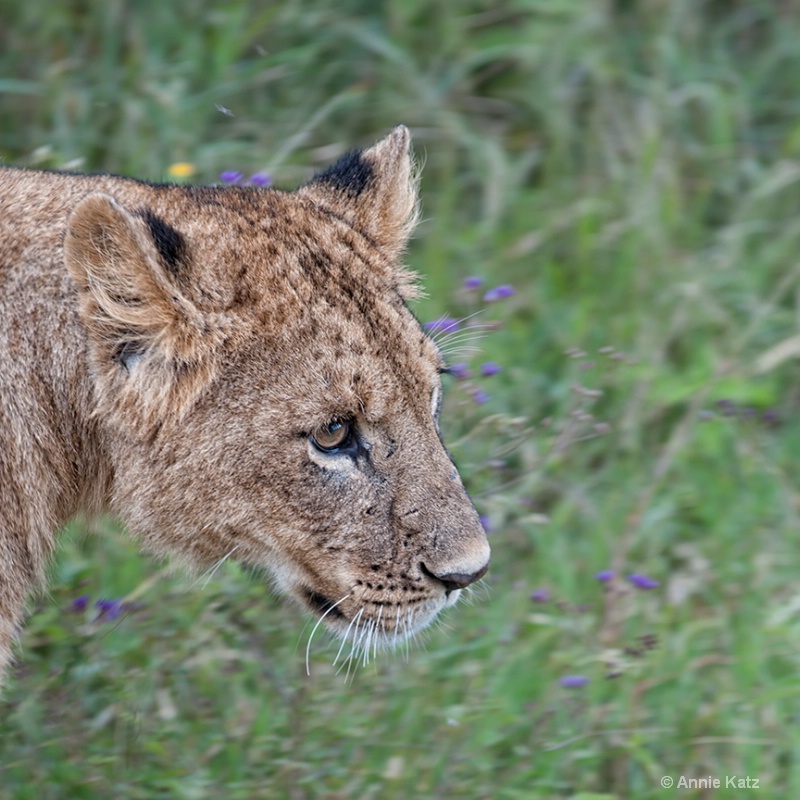 lioness head - ID: 13615131 © Annie Katz