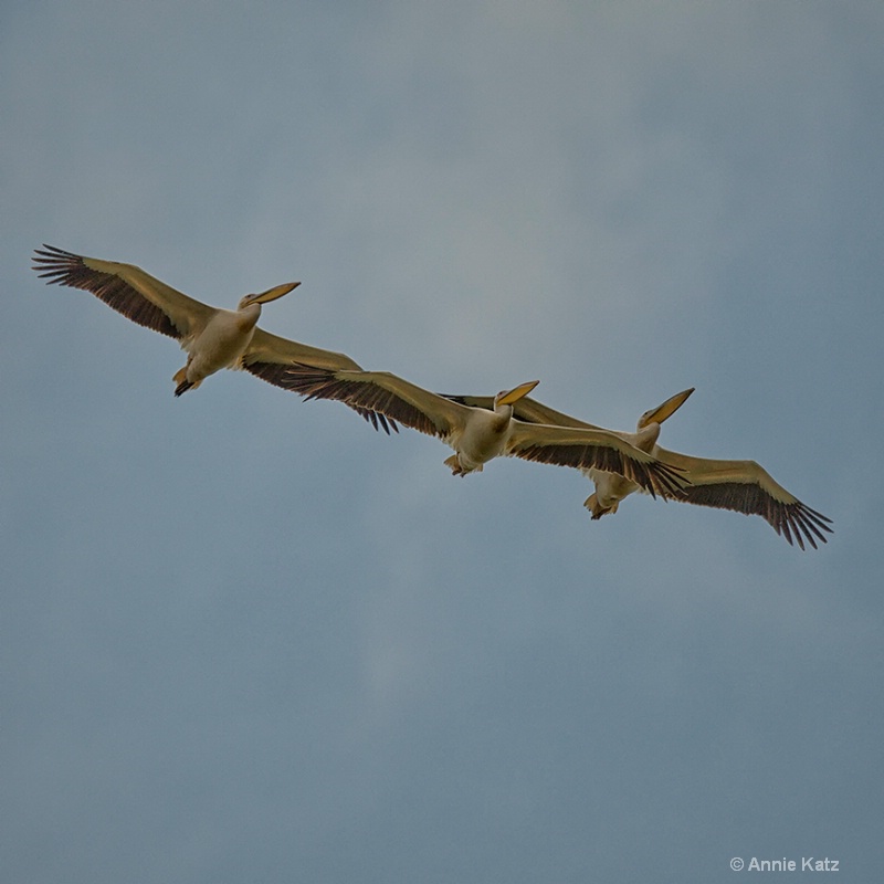 pelicans in formation - ID: 13615138 © Annie Katz