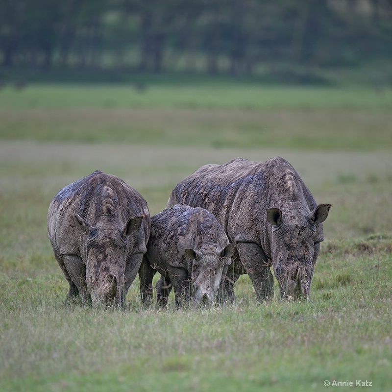 rhino family - ID: 13615141 © Annie Katz