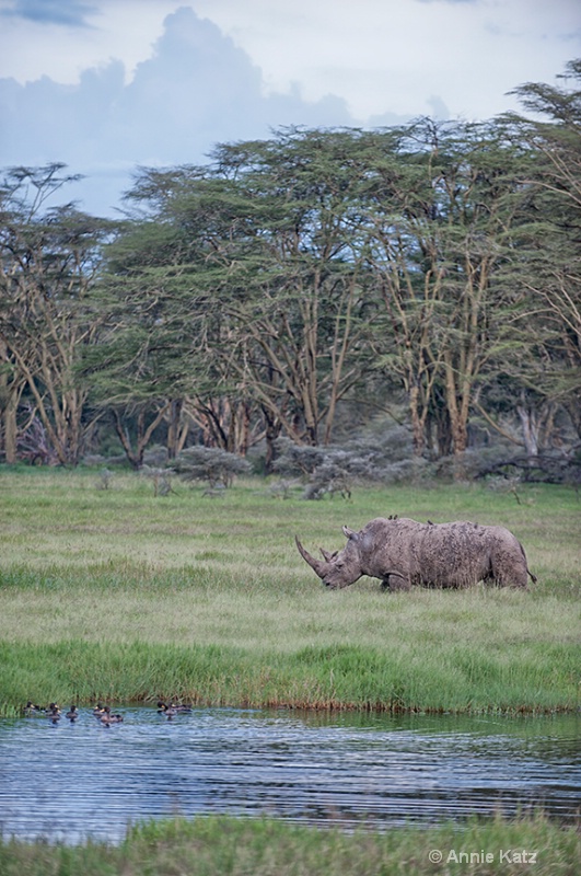 rhino birds ducks - ID: 13615142 © Annie Katz