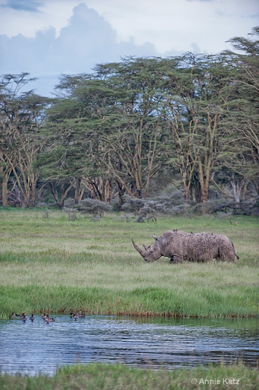 rhino birds    ducks  - ID: 13615142 © Annie Katz