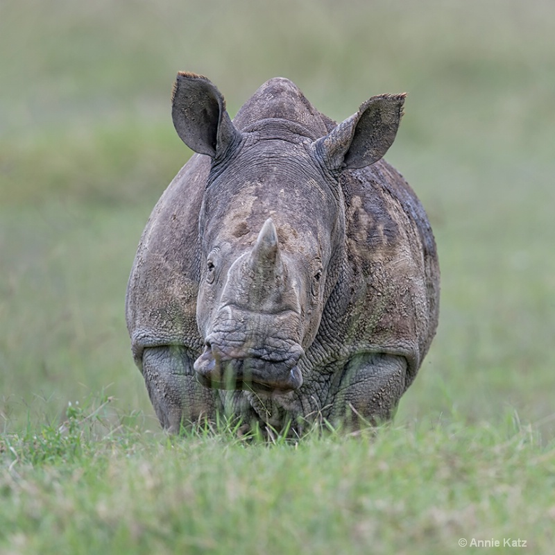 running baby white rhino - ID: 13615143 © Annie Katz