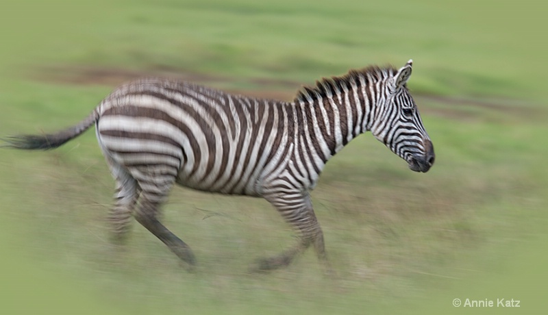 running young zebra - ID: 13615144 © Annie Katz