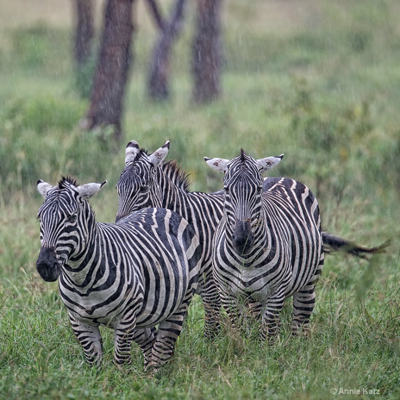 three soaking wet zebras - ID: 13615151 © Annie Katz