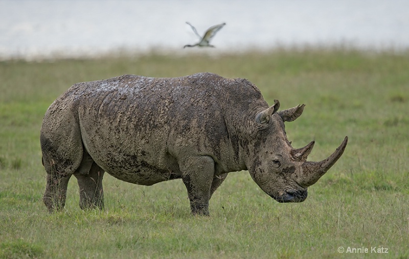 white rhino momma - ID: 13615154 © Annie Katz