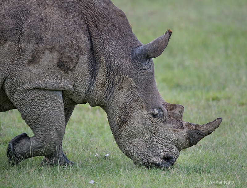 white rhino - ID: 13615155 © Annie Katz