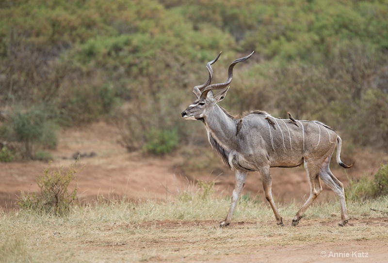 kudu - ID: 13615212 © Annie Katz