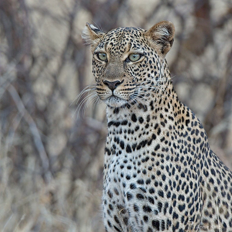 leopard  - ID: 13615213 © Annie Katz