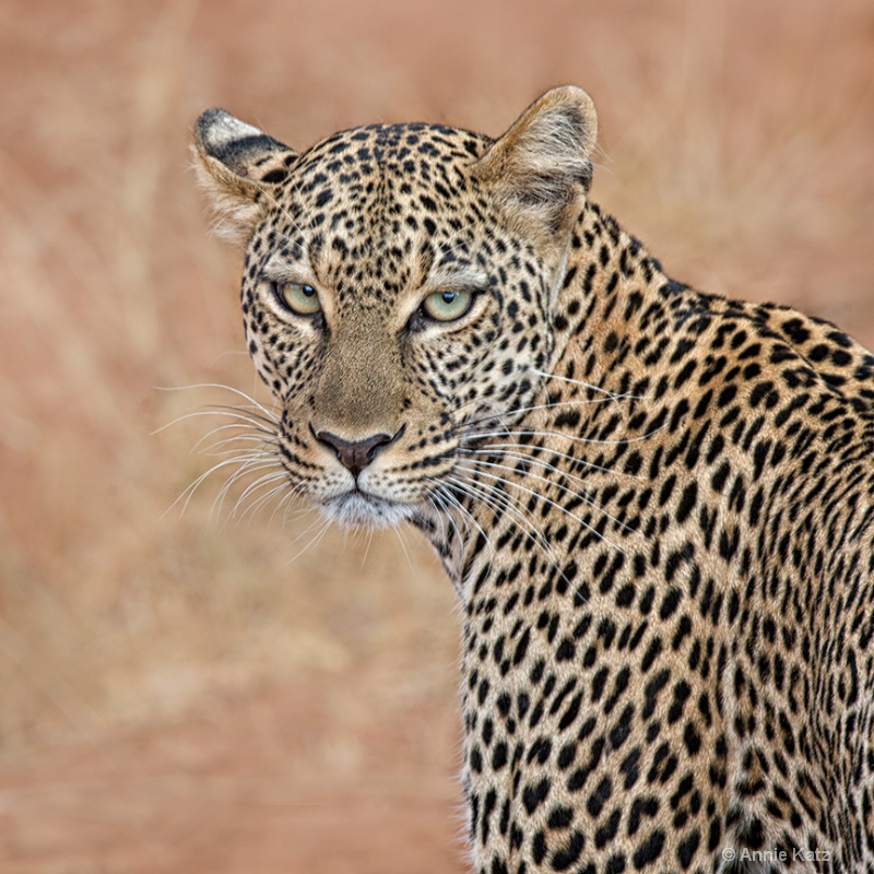 leopard - ID: 13615216 © Annie Katz
