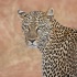 © Annie Katz PhotoID # 13615216: leopard