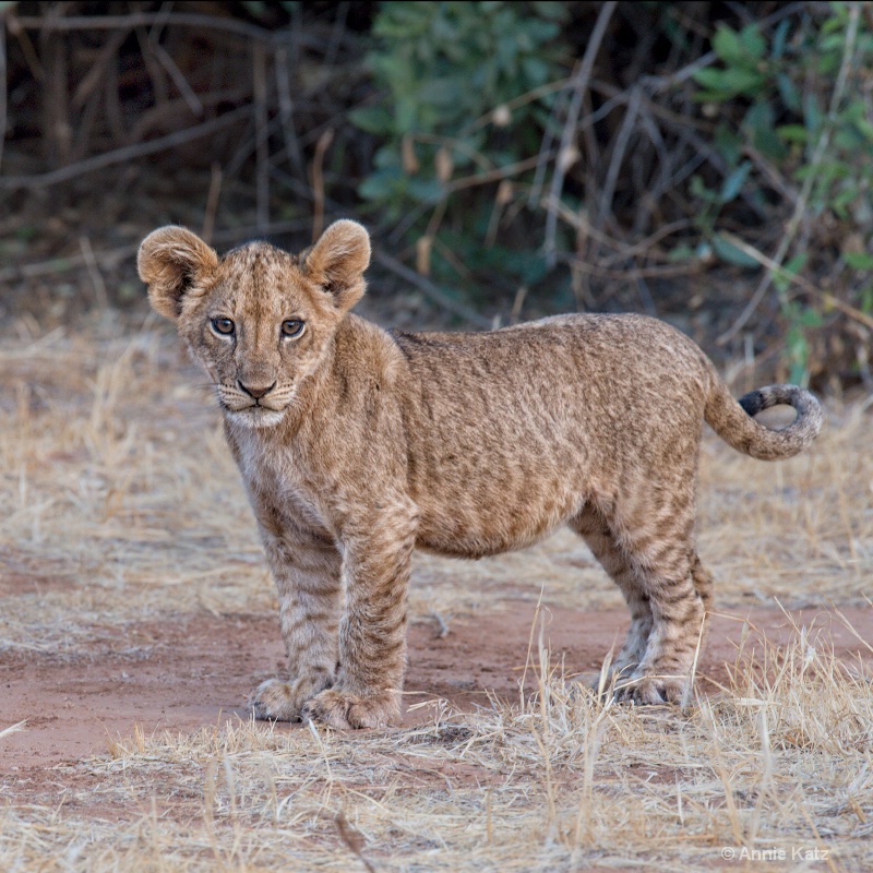 lion cub - ID: 13615218 © Annie Katz