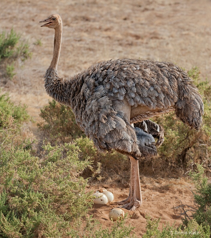 ostrich with eggs - ID: 13615228 © Annie Katz
