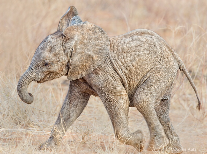 running baby elephant - ID: 13615240 © Annie Katz
