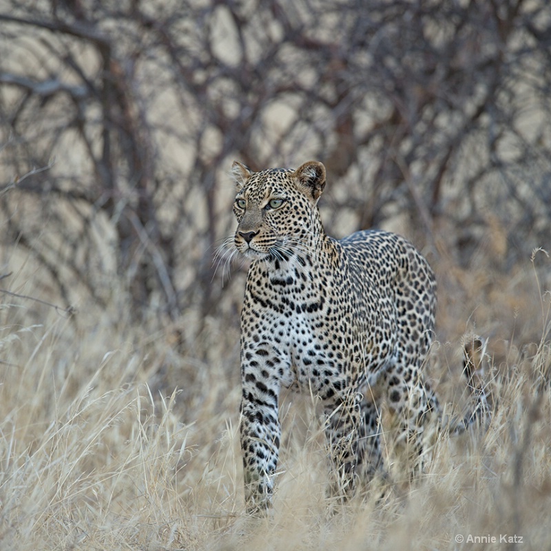 samburu leopard - ID: 13615246 © Annie Katz