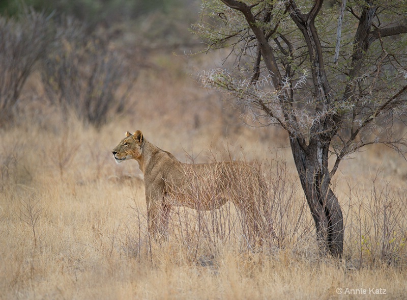 samburu lioness - ID: 13615247 © Annie Katz