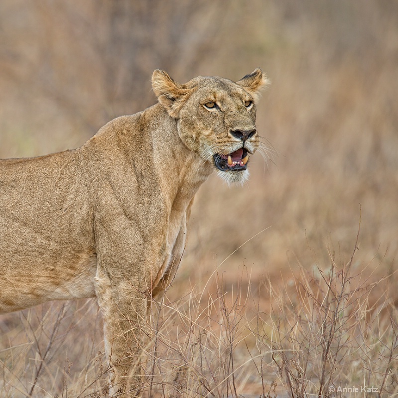 samburu lionessa - ID: 13615248 © Annie Katz