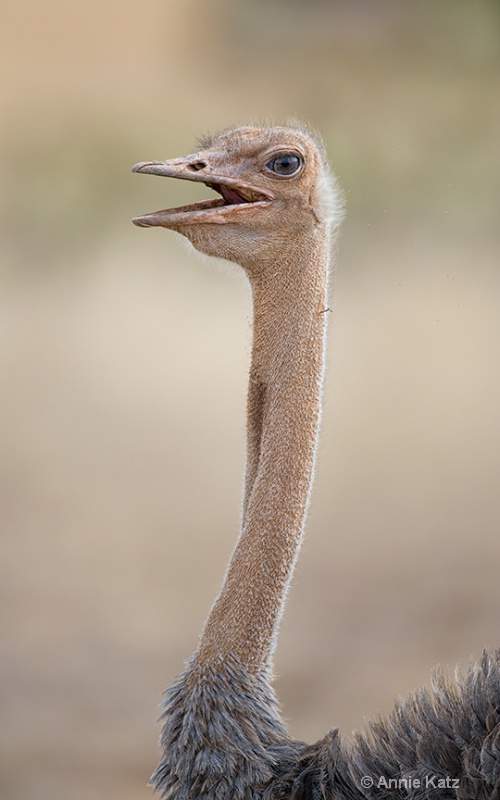 samburu ostrich - ID: 13615251 © Annie Katz