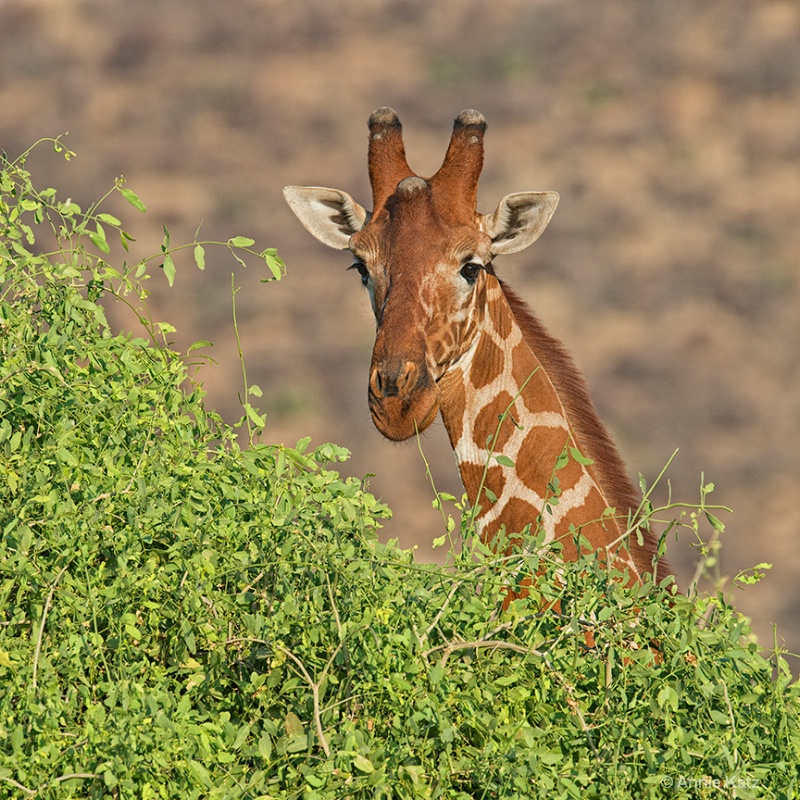 snacking giraffe - ID: 13615261 © Annie Katz