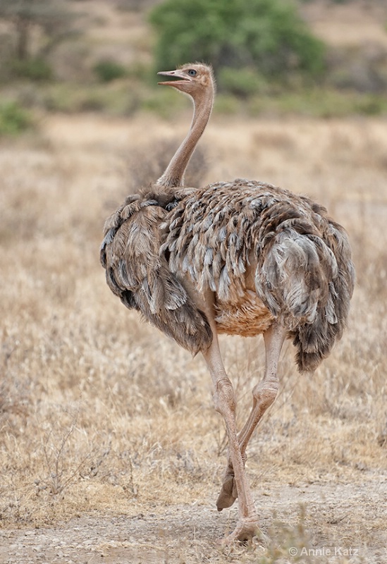 strutting ostrich - ID: 13615265 © Annie Katz