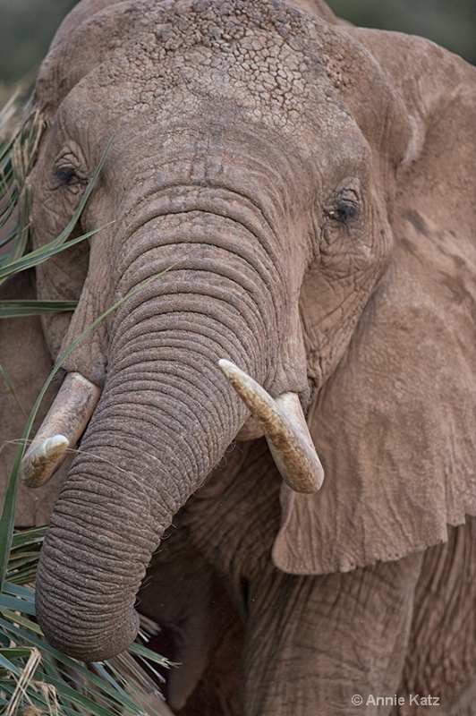 thatched palm elephant - ID: 13615270 © Annie Katz